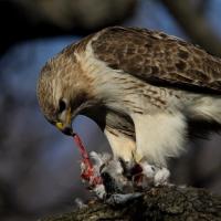 Pale Male, New York City Red-tailed Hawk