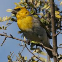 Palila, endangered Hawaiian endemic