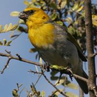 Palila, endangered Hawaiian