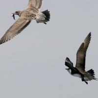 Parasitic Jaeger with Gull