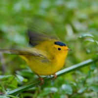 Wilson's Warbler