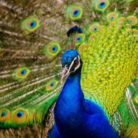 A peacock facing forward, his vivid blue head and body in front of his fanned out iridescent green "eye" patterned tail