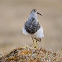 Pectoral Sandpiper