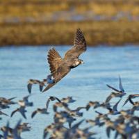 Peregrine Falcon attacking shorebirds, Samish Flats, Washington