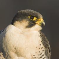 Peregrine Falcon