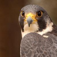 Peregrine Falcon looking toward the camera over its left shoulder. 