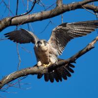 A Peregrine Falcon perched on a branch in the sunshine, holding its wings up, its tail fanned out