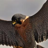 Peregrine falcon