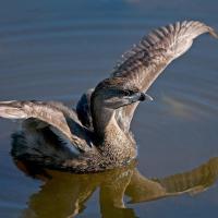 Pied-billed Grebe