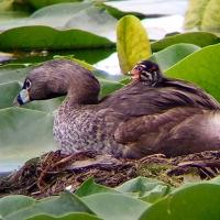 Pied-billed Grebe on nest, small striped chick on back