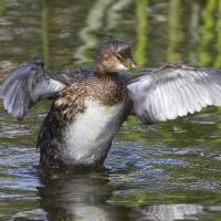 Pied-billed Grebe taking off