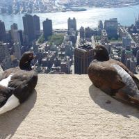 Pigeons in the city