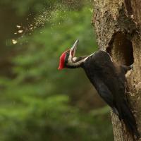 Pileated Woodpecker