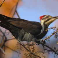 A Pileated Woodpecker sits on a branch of poison ivy, and its open beak is near some berries on the branch.