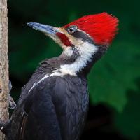 Pileated Woodpecker