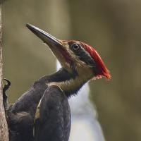 Male pileated Woodpecker seen in profile, showing long sharp beak, black body, white stripes on the throat and bright red crest feathers on his head