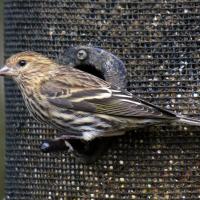 Pine Siskin at bird feeder