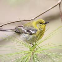 Pine Warbler sitting on a slender pine tree branch