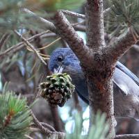 Pinyon Jay