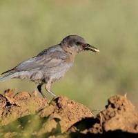 Pinyon Jay