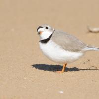 A Piping Plover, its head tilted to look skyward, stands on a beach while sunlight casts it shadow beneath it.