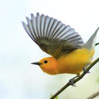 Prothonotary Warbler