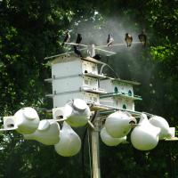 Purple Martins in a human-made communal nest site