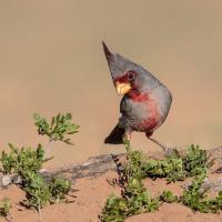 A Pyrrhuloxia facing viewer, showing it's soft gray plumage, scarlet color at throat and face, and peaked crest atop its head