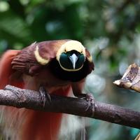 A Raggiana Bird-of-Paradise showing its yellow head with black mask, reddish brown plumage and long tail feathers