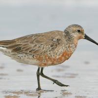 Red Knot