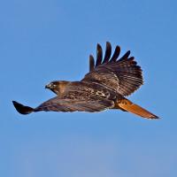 Male Red-tailed Hawk, wings extended in flight against a clear blue sky