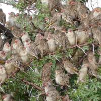 A flock of Red-billed Quelea densely bunched on leafy branches