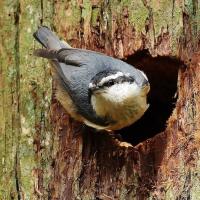 Red-breasted Nuthatch