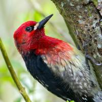 Red-breasted Sapsucker clinging to side of tree, the bark with small holes pecked in it