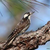 A slender brown bird seen in profile, with a white and black head and patterned wings 