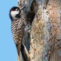 Red-cockaded Woodpecker at nesting hole