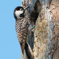 Red-cockaded Woodpecker foraging at sap drip on tree