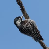 Red-cockaded Woodpecker clinging to a diagonal branch