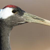 Red-crowned Crane