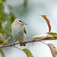 Red-eyed Vireo