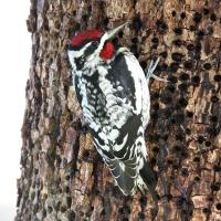 Red-naped Sapsucker