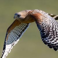 Red-shouldered Hawk in flight