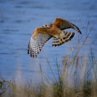 Red-shouldered Hawk