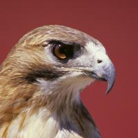 Red-tailed Hawk "sharp" eye