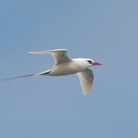 Red-tailed Tropicbird