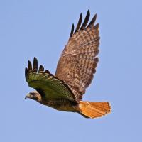 Red-tailed Hawk in flight