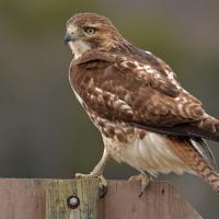 A Red-tailed Hawk perched on a fence, its back to the camera, looking over its left shoulder