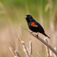 Red-winged Blackbird