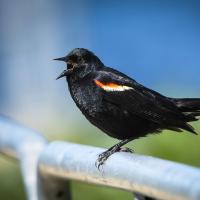 Red-winged Blackbird faces to viewer's left, its black plumage shining in sunlight and its beak open while singing