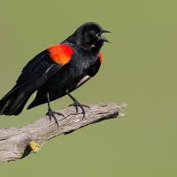 Red-winged Blackbird